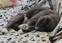 Minnow - Photo 2