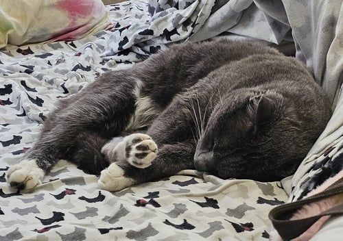 MINNOW - Domestic Short Hair available for adoption