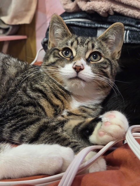 ETHAN - Domestic Short Hair available for adoption