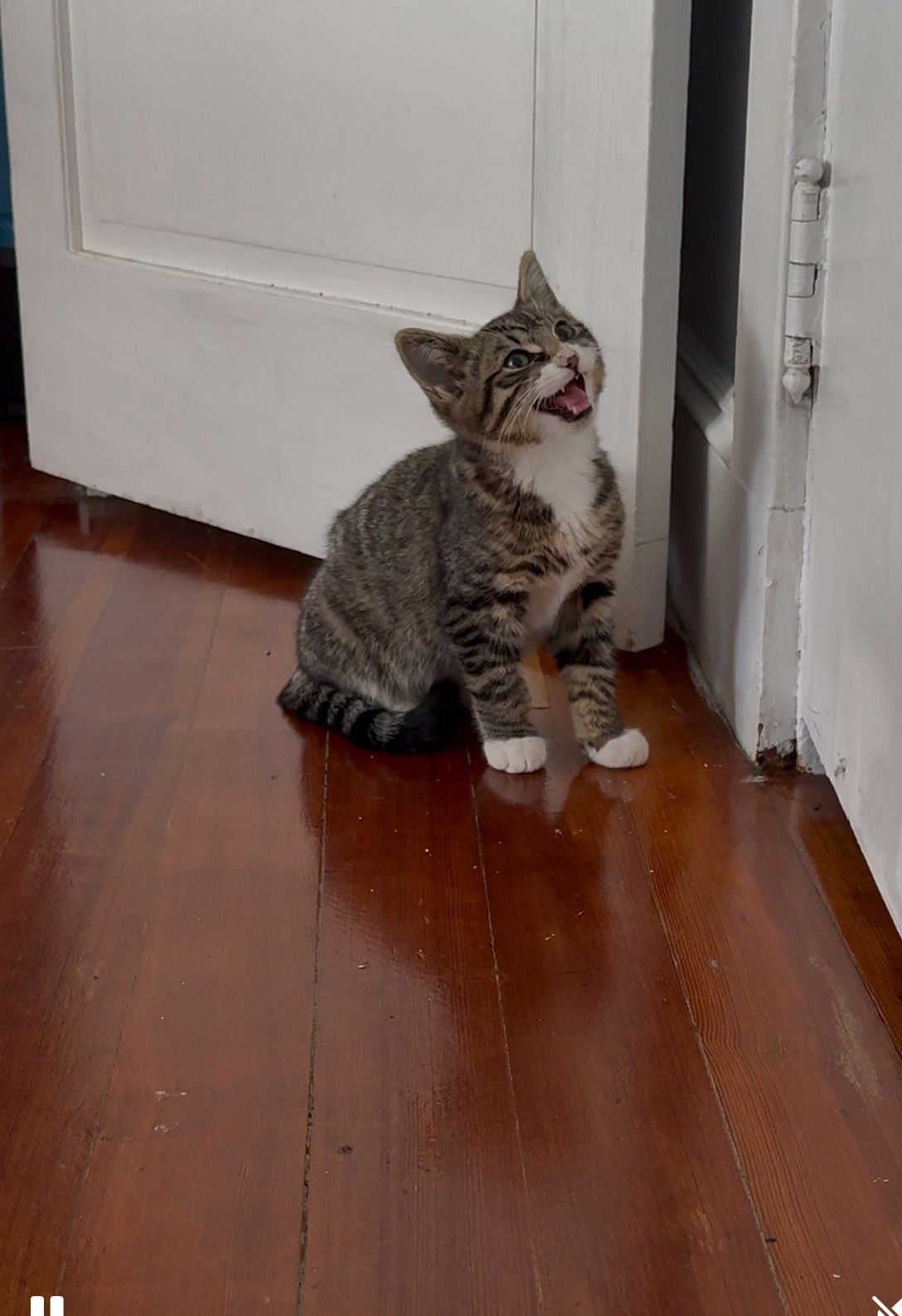 ETHAN - Domestic Short Hair available for adoption