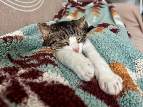 OPPIE - Domestic Short Hair available for adoption