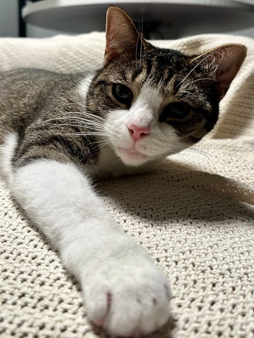 OPPIE - Domestic Short Hair for adoption in Boston