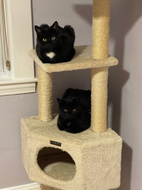 BARI AND GIGI - Domestic Short Hair available for adoption