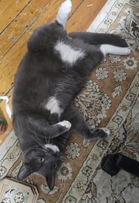 Bruce - Photo 5