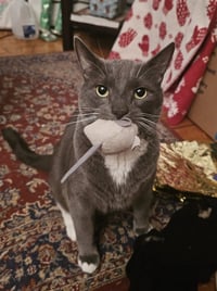 Bruce - Photo 1
