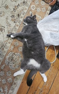 Bruce - Photo 7