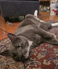 Bruce - Photo 2