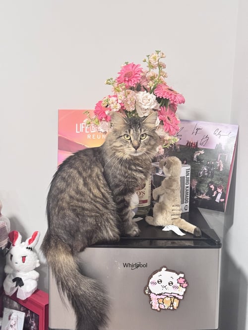 PUCK - Domestic Medium Hair for adoption in Boston