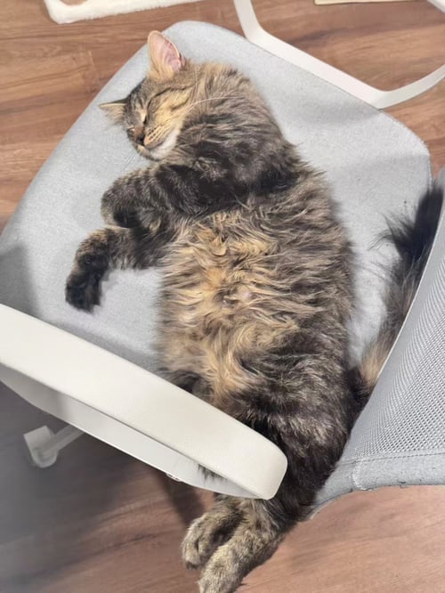 PUCK - Domestic Medium Hair available for adoption