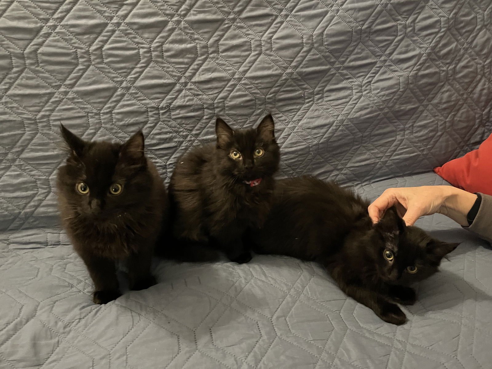 RUDY, CLARICE AND HERMIE - Domestic Long Hair available for adoption