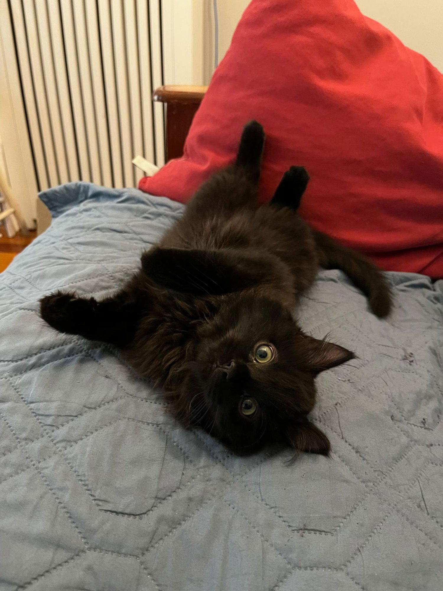 RUDY, CLARICE AND HERMIE - Domestic Long Hair available for adoption