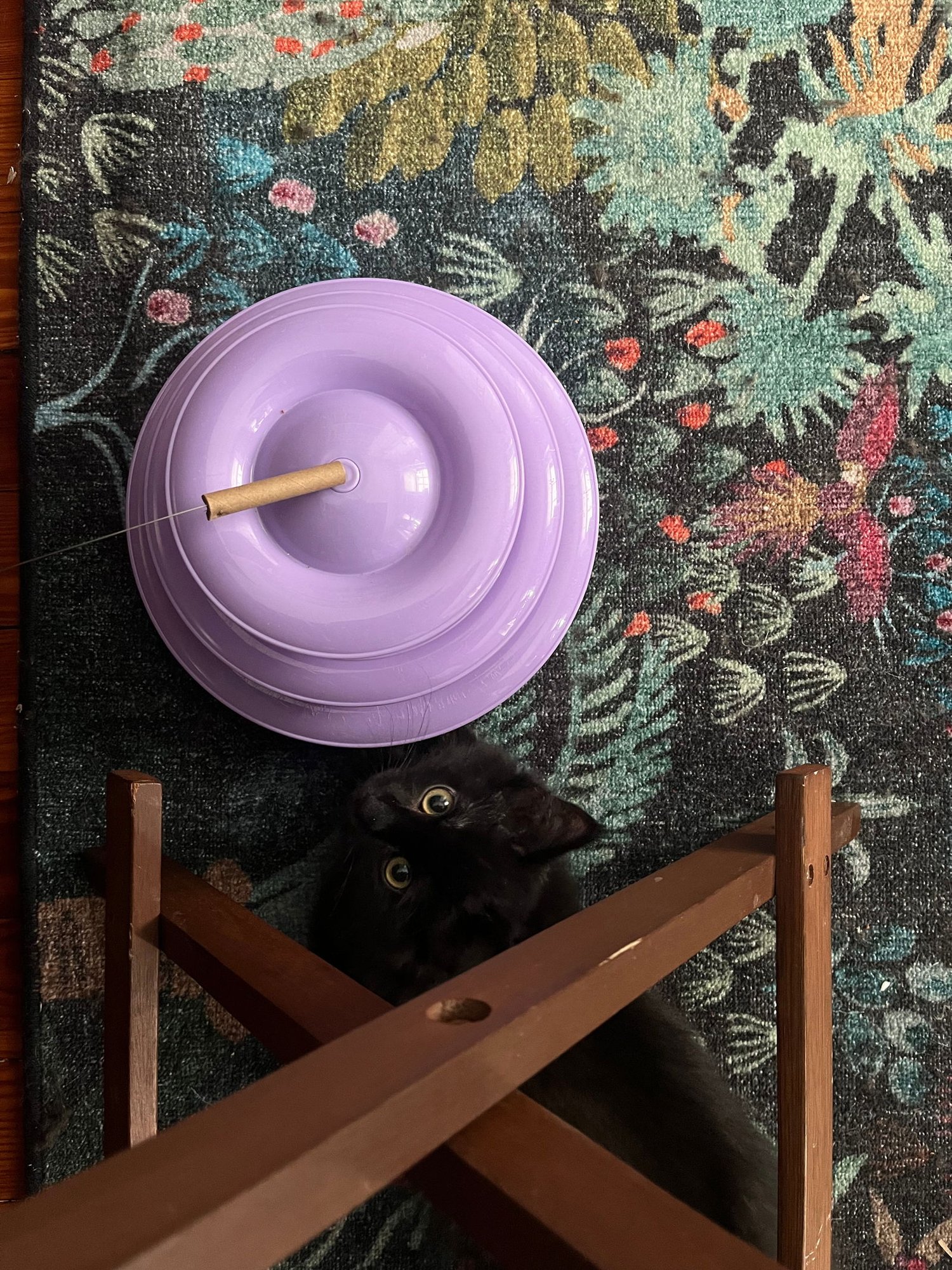 Rudy, Clarice and Hermie - Photo 4