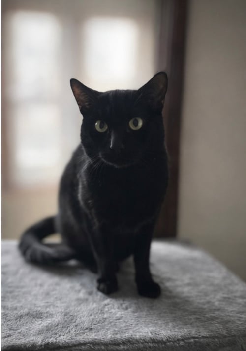 NEBRASKA - Domestic Short Hair for adoption in Boston