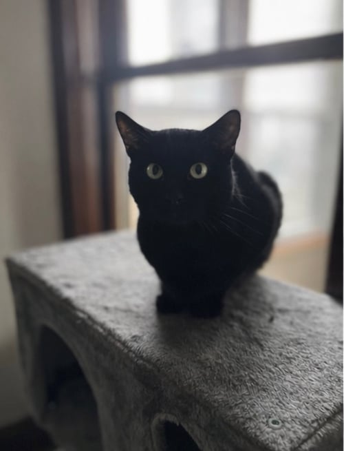 NEBRASKA - Domestic Short Hair available for adoption