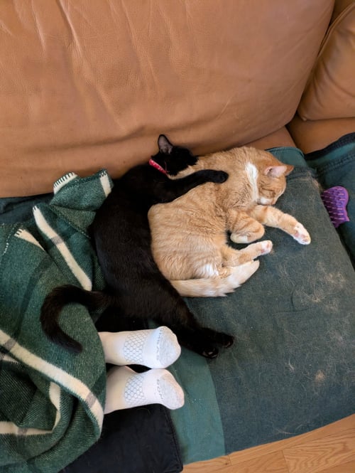 BEAN & MOMO - Domestic Short Hair available for adoption