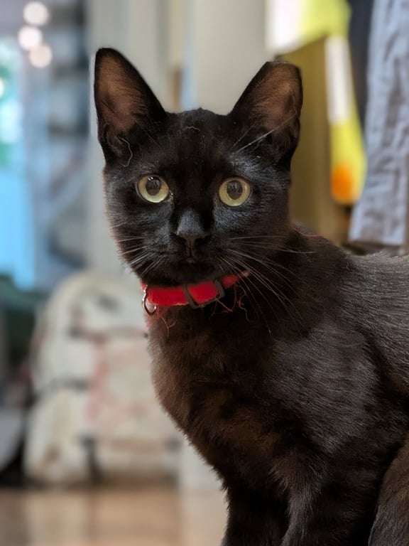 Bean & Momo Image