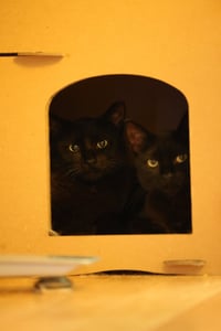 Bean & Momo - Photo 4