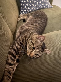 Waffles - Photo 1