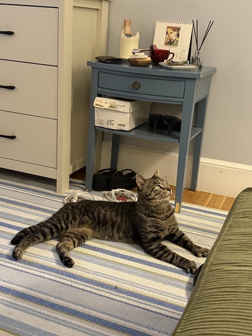 WAFFLES - Domestic Short Hair available for adoption