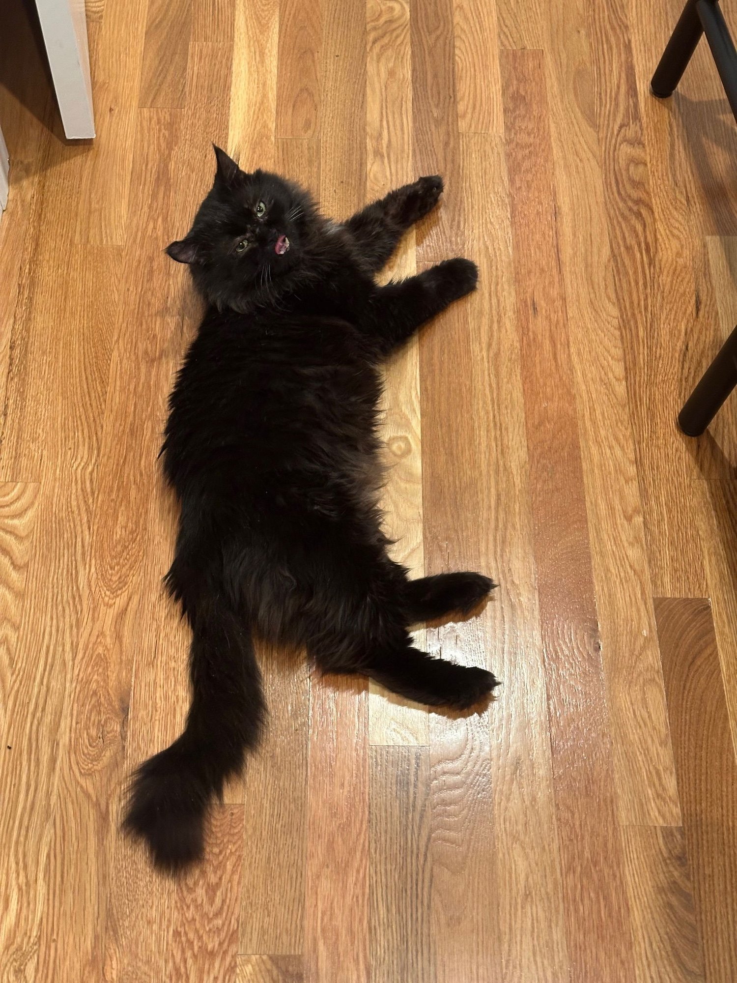 LYRIC - Domestic Long Hair available for adoption