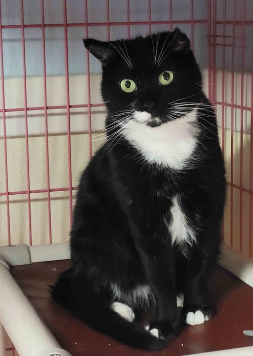 RACHEL - Domestic Short Hair / Tuxedo for adoption in Boston