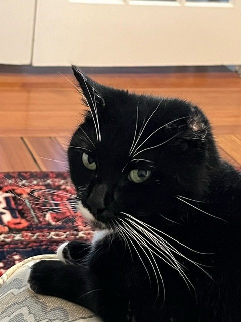 RACHEL - Domestic Short Hair / Tuxedo available for adoption