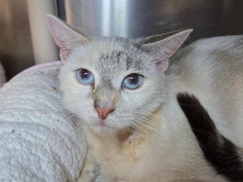 HAVEN - Colorpoint Shorthair available for adoption