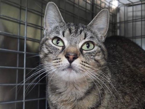 CHILDISH GAMBINO - Domestic Short Hair available for adoption
