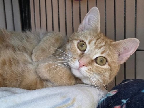 CHEETO - Domestic Short Hair available for adoption