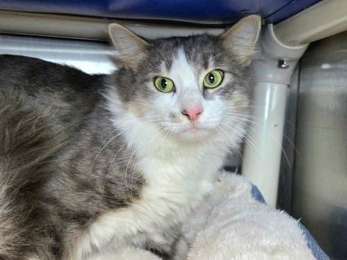 POWDERED DONUT - Domestic Medium Hair available for adoption