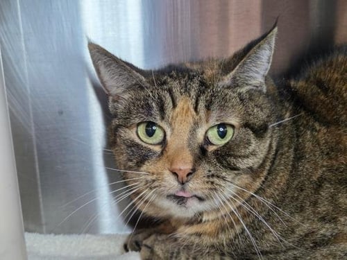 SASHA - Domestic Short Hair available for adoption