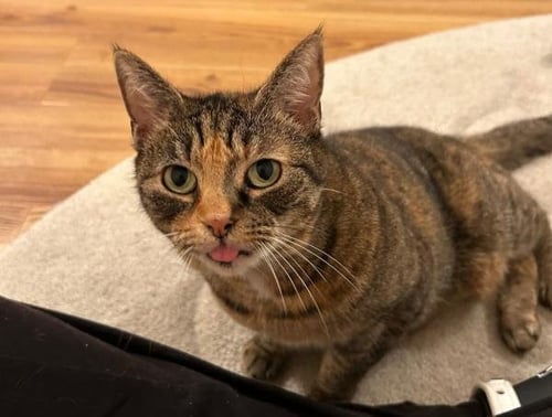SASHA - Domestic Short Hair available for adoption