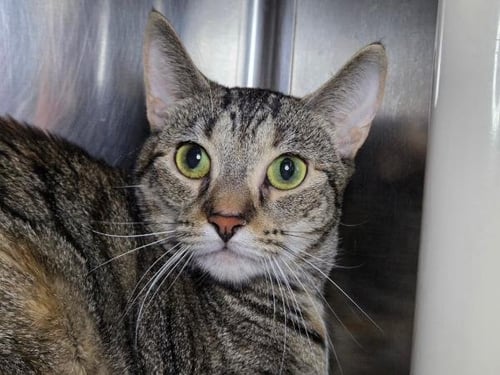 AIKO - Domestic Short Hair available for adoption