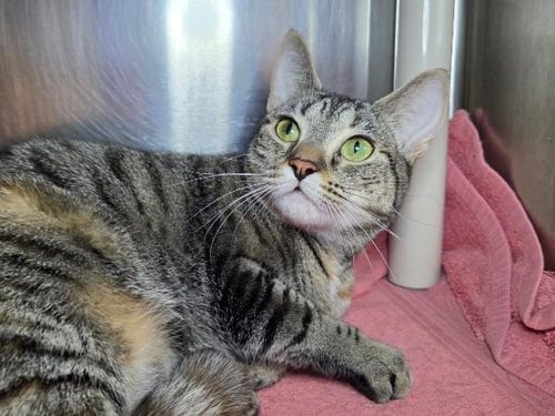AIKO - Domestic Short Hair available for adoption