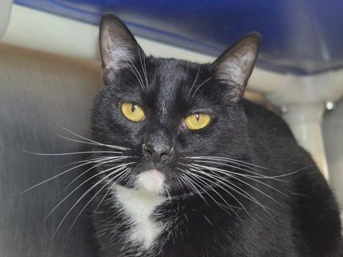 KYO - Domestic Short Hair available for adoption