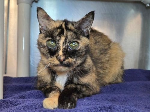 GRANNY - Domestic Short Hair available for adoption
