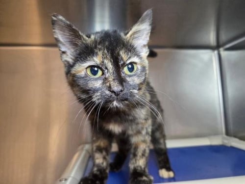 BUGGA BUGGA - Domestic Short Hair available for adoption