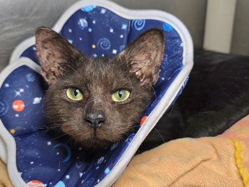 TWEETY - Domestic Short Hair available for adoption