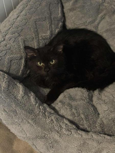 TWEETY - Domestic Short Hair available for adoption