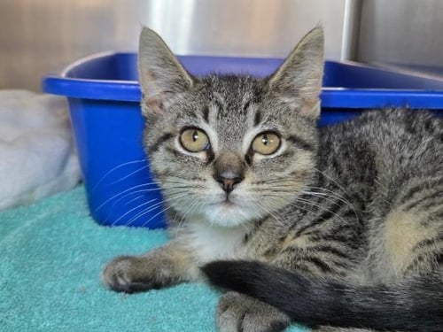 SHREW - Domestic Short Hair available for adoption