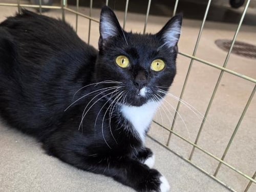 TUFFY - Domestic Short Hair available for adoption