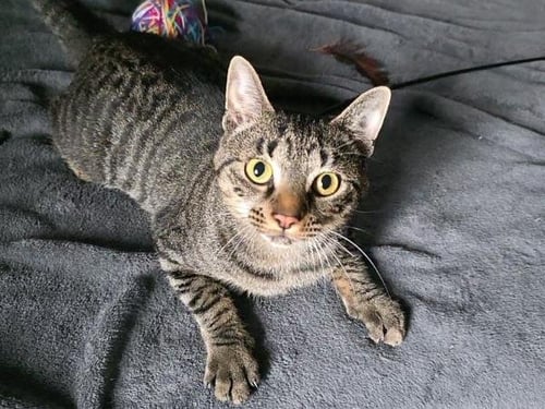 SWISS - Domestic Short Hair available for adoption