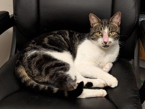 COPERNICUS - Domestic Short Hair available for adoption