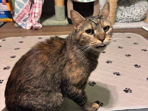 POLLY SHELBY - Domestic Short Hair available for adoption