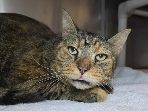 POLLY SHELBY - Domestic Short Hair available for adoption