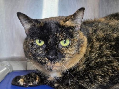 STARFIRE - Domestic Short Hair available for adoption