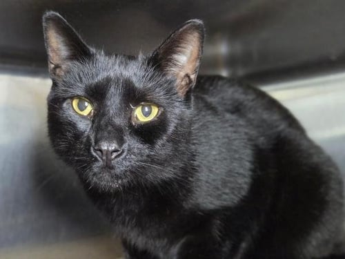 MOE'S SOUTHWEST GRILL - Domestic Short Hair available for adoption