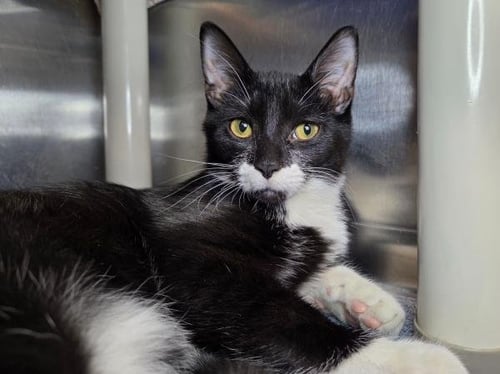 ELVIS - Domestic Short Hair available for adoption