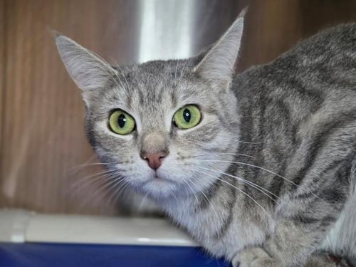 CHICK - Domestic Short Hair available for adoption