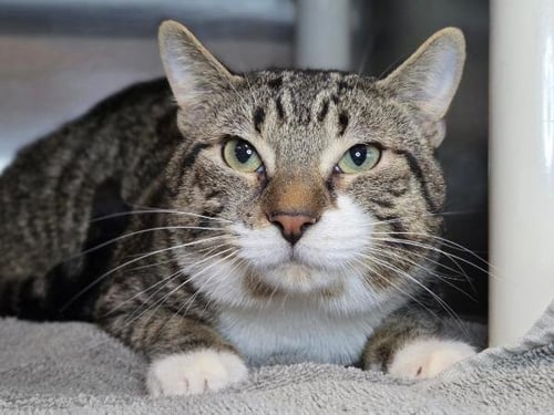 MIKE MIKE - Domestic Short Hair available for adoption